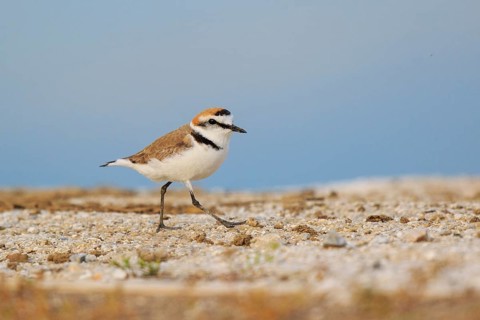 Kentish Plover (Charadrius alexandrinus) male, Greece