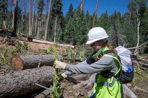 Grand Canyon National Park, Arizona - Volunteers removed invasive mullein plants on the canyon's