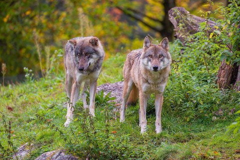 Two Eurasian gray wolves (Canis lupus lupus) stand in a meadow on a hill, watching something.