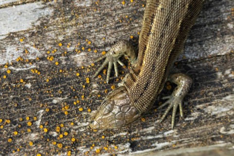 Common lizard (Zootoca vivipara) adult reptile resting on a wooden sleeper, England, United Kingdom