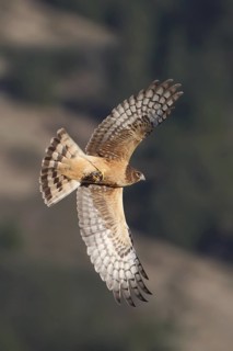 Northern Harrier (Circus hudsonius) female flying, California, USA