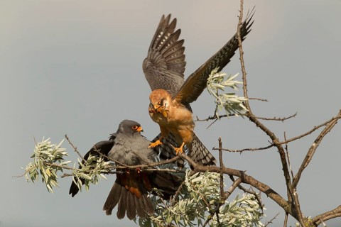 Red-footed Falcon (Falco vespertinus) pair, Serbia