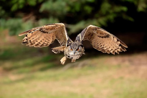 Eurasian Eagle-owl (Bubo bubo), adult, flying, Rhineland-Palatinate, Germany