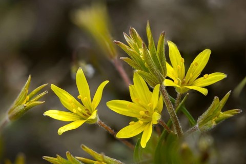 Field yellow star, field gold star, gagea villosa, golden star, liliaceae, lily family, flora,