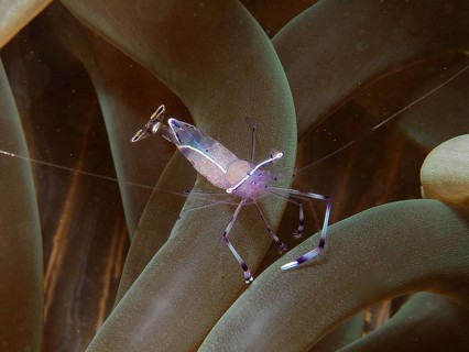 Red Sea partner shrimp (Periclimenes longicarpus)