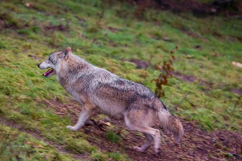 An adult male Eurasian gray wolf (Canis lupus lupus) runs down a hill. Motion blur