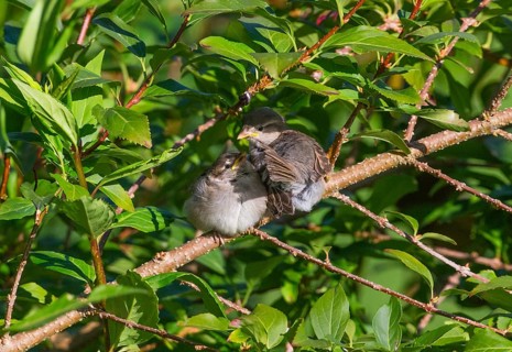 House sparrow (Passer domesticus), two juvenile birds sitting on a branch of a bush, huddled