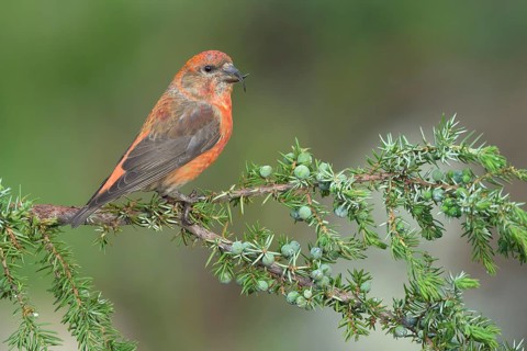 Red Crossbill (Loxia curvirostra) male perched on a branch, Colorado, USA