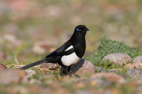 Maghreb Magpie - Maghrebelster - Pica mauritanica, Morocco, adult