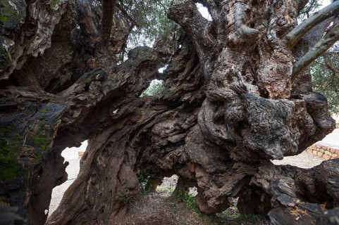 Natural monument, oldest olive tree in the world in the village of Pano Vouves, Crete, Greece