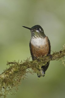 Violet-tailed Sylph (Aglaiocercus coelestis) female, Ecuador