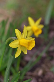 Daffodil (Narcissus), yellow flower in a garden, Wilnsdorf, North Rhine-Westphalia, Germany