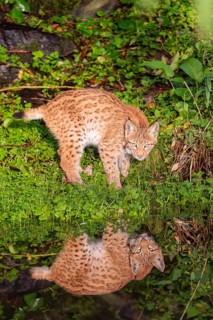A young lynx (Lynx lynx) stands by a pond in which it is reflected