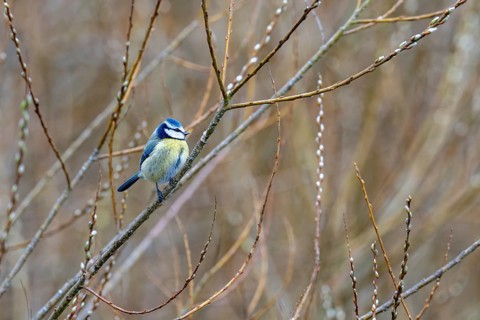 Blue tit (Parus caeruleus), Rhineland-Palatinate, Germany