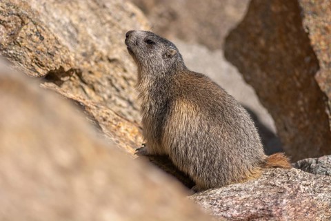 An alpine marmot (Marmota marmota) stands on a rock. The animal is brown and grey. Aosta, Gran