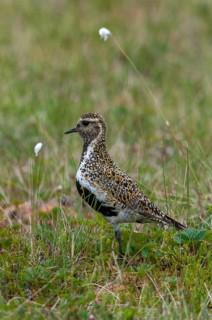 Finland, golden plover, pluvialis apricaria, birds, charadriiformes, high size, portrait format,