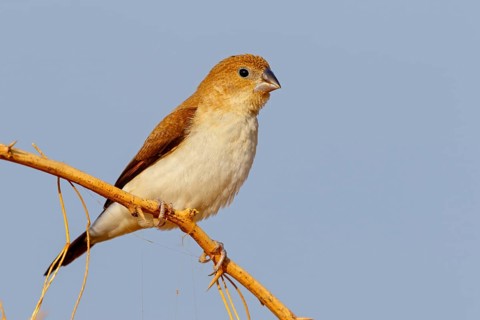 African silverbill, silver beak, silver pheasant, trusting bird, ornamental bird in Europe, family