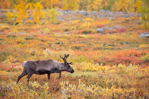 Reindeer at Abisko National Park in the colourful autumn of Lapland below Lapporten, Cuonjávággi