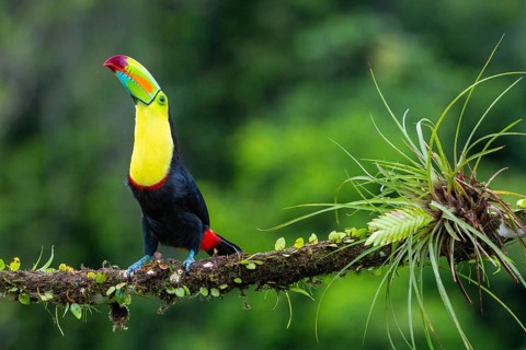 Fishing Toucan (Ramphastos sulfurantus), Toucans (Ramphastidae), Laguna del Lagarto Lodge,