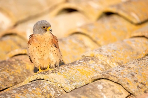 Lesser Kestrel (Falco naumanni) male on a roof, Castile-La Mancha, Spain
