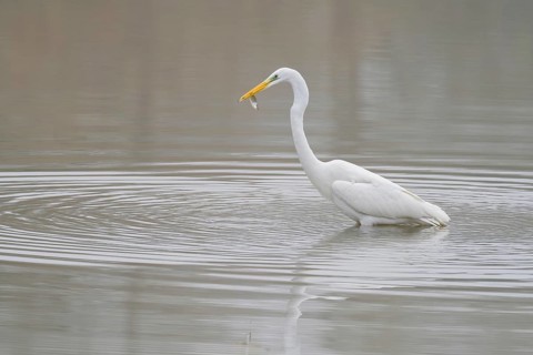 A Great White Egret (Ardea alba) standing in the water and holding a fish in its beak, Hesse,