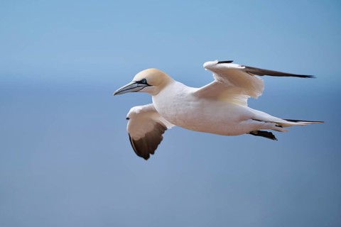 Northern gannet (Morus bassanus) flying over the sea, wildlife, Helgoland, Germany