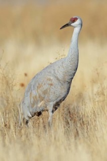 Sandhill Crane (Antigone canadensis), New Mexico, USA