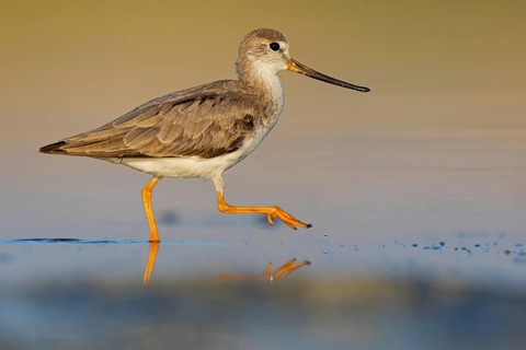 Terek sandpiper, (Xenus cinereus), animal, animals, bird, birds, snipe family, snipe, biotope,