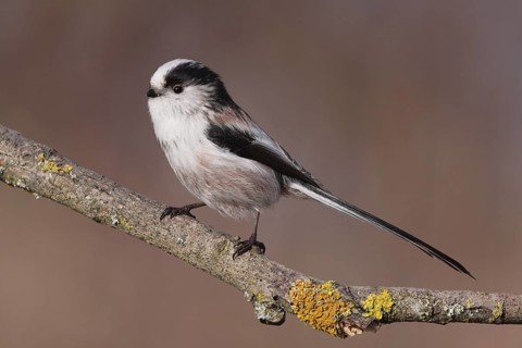 Long-tailed Tit (Aegithalos caudatus), Lower Saxony, Germany