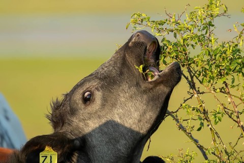 Domestic cattle or cow (Bos taurus) adult farm animal eating a wild rose bush in a hedgerow,