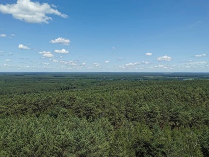 Extensive view of a dense green forest under a blue sky with few clouds, Spreewald Biosphere