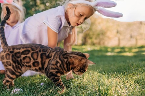 A young girl wearing bunny ears crouches to engage with a Bengal cat on a sunny day in Easter day.