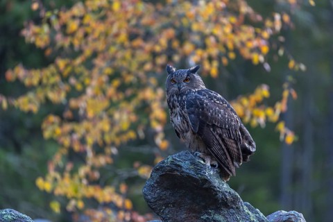 One Eurasian Eagle Owl, Bubo bubo, sitting on grey rocks, a birch tree in autumnal colors in the