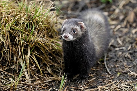 European polecat (Mustela putorius) or wood polecat, standing on the ground, captive, Switzerland