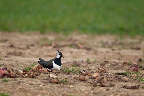 Northern lapwing (Vanellus vanellus) adult wading bird sitting on a nest in an arable field in