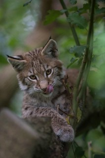 Eurasian Lynx (Lynx lynx) immature hiding in tree, North Rhine-Westphalia, Germany