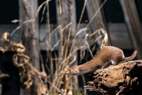 Carnivora, least weasel, mouse weasel, mustela nivalis, predators, mammals, raptors, mammals