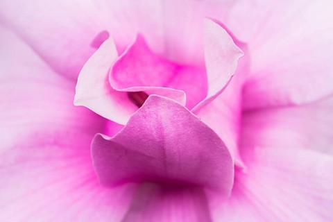 A close-up of a Japanese magnolia, Magnolia kobus, flower highlights its delicate pink petals. The