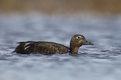 Steller's Eider (Polysticta stelleri) female, Alaska, USA