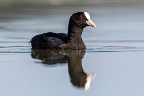 Eurasian Coot (Fulica atra), Mecklenburg-Western Pomerania, Germany