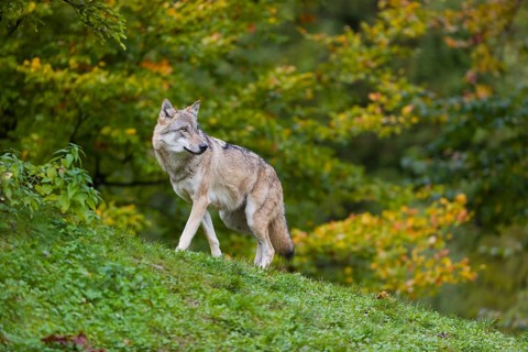 One eurasian gray wolf (Canis lupus lupus) stands on a hill, observing the area. A forest in fall