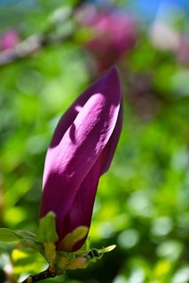 Magnolia, purple magnolia, lily-flowered magnolia (Magnolia liliiflora)