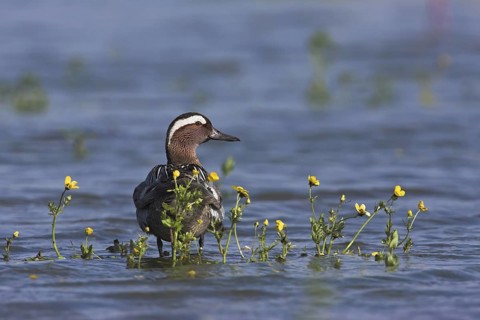 Garganey (Spatula querquedula) male, Mallorca, Spain