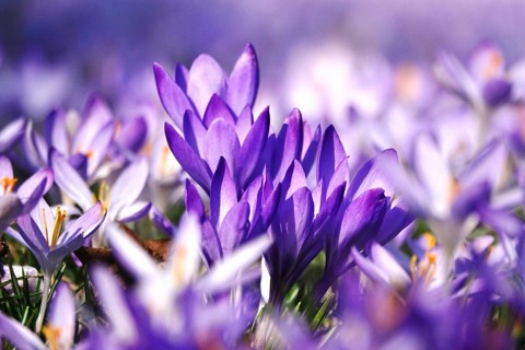 Beautiful crocus blossom at the beginning of March, Germany