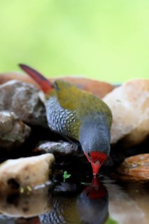 Colourful Astrild (Pytilia melba), adult male, by the water, drinking, Kruger National Park, South