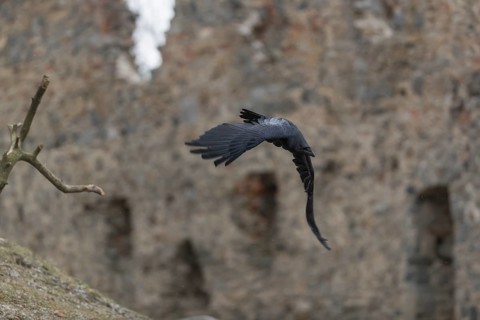 One common raven (Corvus corax), flying between the walls of a ruin of an ancient castle during