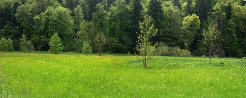 Forest and meadows in spring, Doos, Upper Franconia, Bavaria, Germany