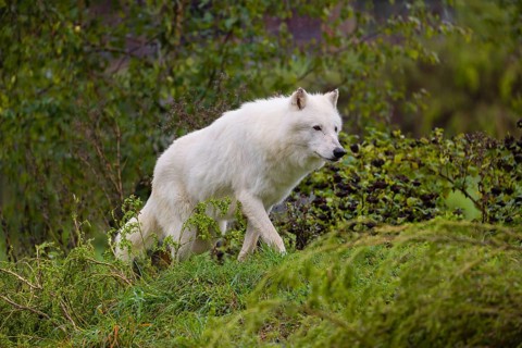 Ein Polarwolf (Canis lupus arctos) läuft auf einer grünen Wiese