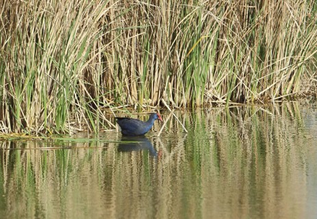 Male purple partridge (Porphyrio porphyrio) on the shore of reed grass, Embalse de
