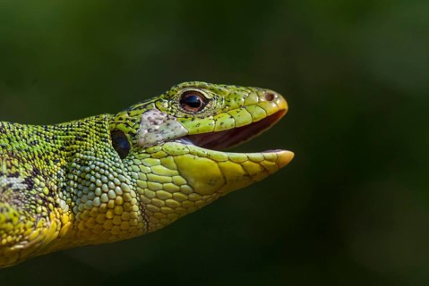 Balkan emerald lizard, Lacerta trilineata, giant spawn lizard, western giant marrow lizard,